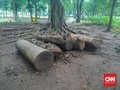 Misteri Keberadaan Pohon Mahoni di Proyek Revitalisasi Anies