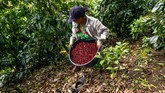 “Costa Rica memiliki Geisha, di semua Amerika Tengah memiliki Geisha, termasuk Colombia, Brasil, Hawaii,” Kata Wilford Lamastus, Produser Elida Estate penghasil Geisha. (Luis ACOSTA/AFP)