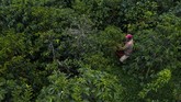 Kopi Geisha dari Panama diklaim sebagai kopi spesial dan termahal di dunia pada 2019 lalu. (Luis ACOSTA/AFP)