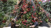 Pemelihara tanaman mengecek kondisi anggrek saat kunjungan wartawan ke Kew Gardens 25th Annual Orchid Festival, pada Kamis 6 Februari 2020. Festival anggrek pertama dengan tema Indonesia ini memajang lebih dari 5.000 anggrek. (AP Photo/Frank Augstein)