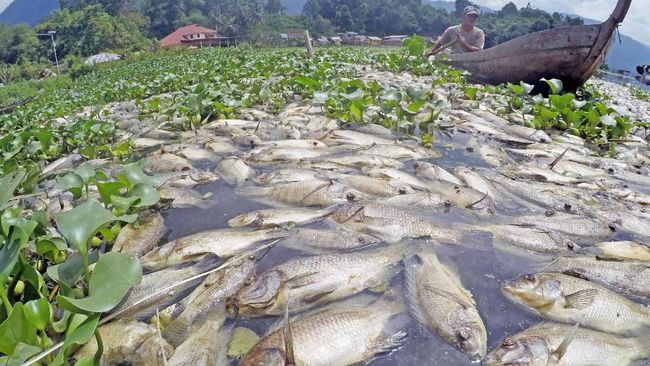 LIPI Ungkap Faktor Ratusan Ikan Mati Misterius di Laut Maluku - CNN Indonesia