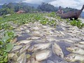 LIPI Ungkap Faktor Ratusan Ikan Mati Misterius di Laut Maluku