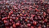Namun Wilford mengatakan bahwa sampai saat ini belum ada kopi Geisha yang menandingi biji kopi Geisha dari Panama ini. (Luis ACOSTA/AFP)