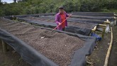 “Rasa kopi Geisha Panama sangat istimewa karena mungkin tumbuh di antara Samudera Pasifik dan Atlantik dan iklim yang khusus,” Kata Jung Min Lee, CEO salah satu coffee shop di Korea Selatan dan salah satu penikmatnya. (Luis ACOSTA/AFP)