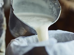 Ahli Usulkan Susu dan Daging Kerbau Pampangan Jadi Menu MBG di Sumsel