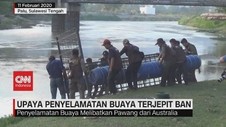 VIDEO: Upaya Penyelamatan Buaya Terjepit Ban