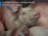 Corona Picu RI Larang Impor Hewan Asal China