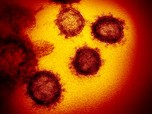 Baru Lagi, Virus Corona Masuk Nigeria dan Lithuania