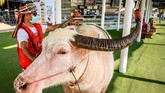 Seekor kerbau dan pemiliknya sedang menunggu wisatawan di pasar terapung Pattaya pada Rabu (12/2) karena sepi akibat wabah Virus Corona. (Photo by Mladen ANTONOV / AFP)