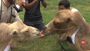 VIDEO: Warga Peru Rayakan Pernikahan Unta Pengantin Baru