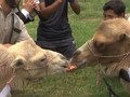 VIDEO: Warga Peru Rayakan Pernikahan Unta Pengantin Baru