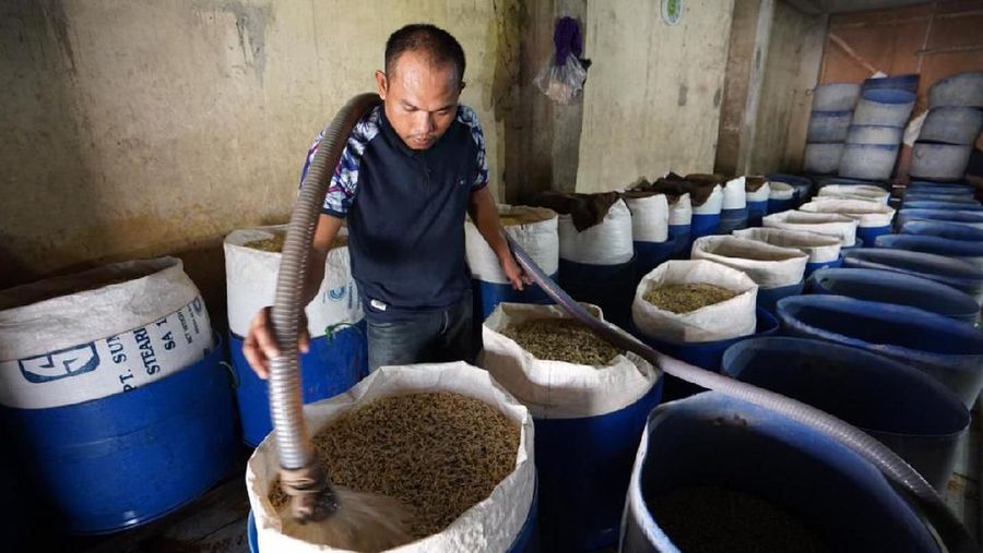 Penjual toge ini bisa meningkatkan hasil panen dengan modal dari KUR.