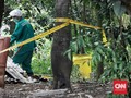 Pohon Terpapar Radioaktif Serpong Ditebang, Ternak Diteliti