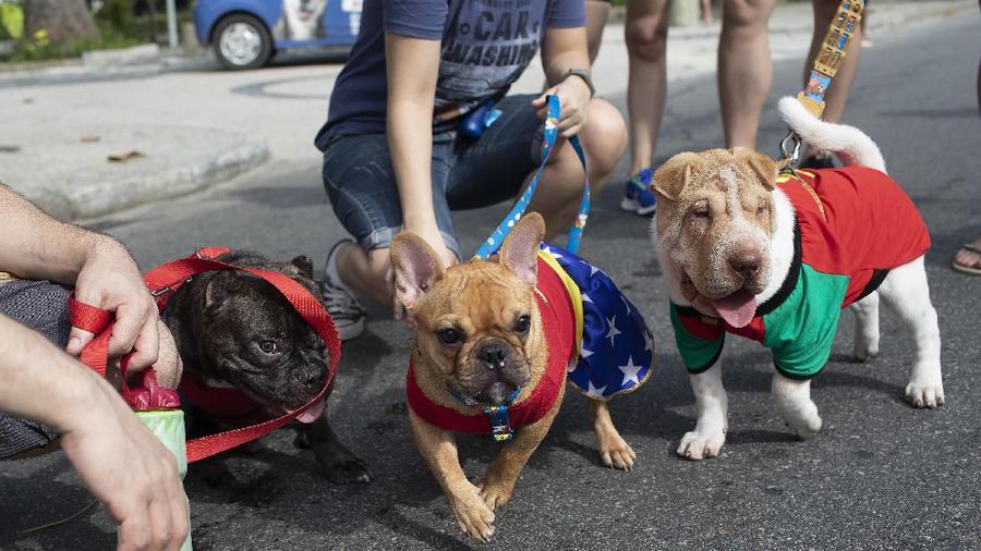 Sejumlah Anjing Tampil Dengan Kostum Unik Di Karnaval Brasil.