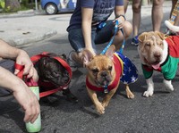 Duh! Anjing Pasien COVID-19 Tertular Virus Corona