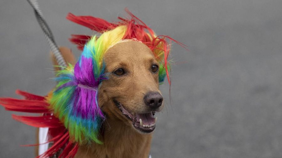 Sejumlah Anjing Tampil Dengan Kostum Unik Di Karnaval Brasil.