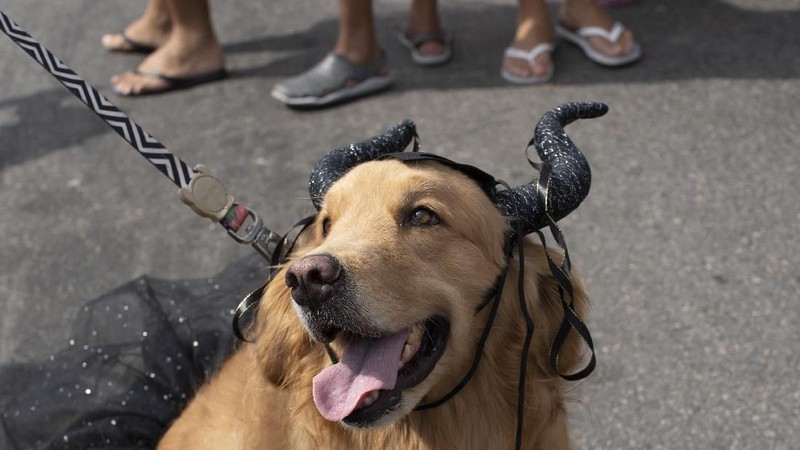 Sejumlah Anjing Tampil Dengan Kostum Unik Di Karnaval Brasil.