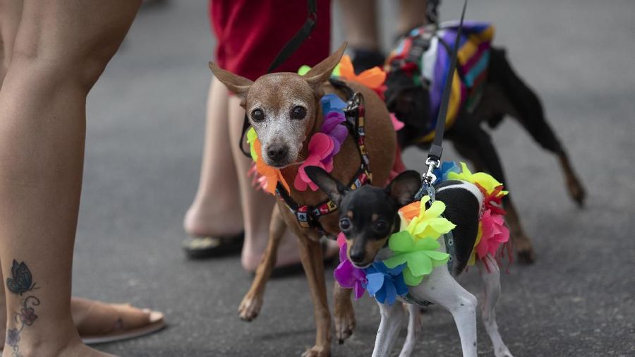 Sejumlah Anjing Tampil Dengan Kostum Unik Di Karnaval Brasil.