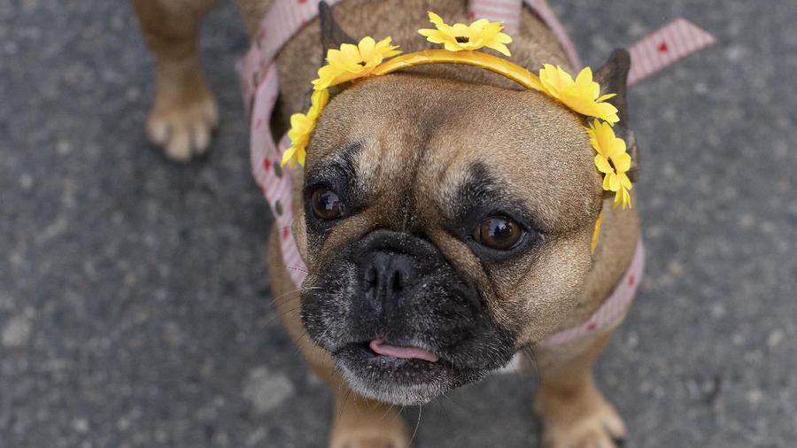 Seekor anjing telah dinyatakan positif corona di Hong Kong.