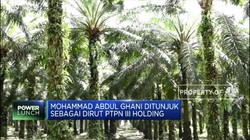 Erick Thohir Rombak Direksi BUMN, Kali Ini Holding Perkebunan