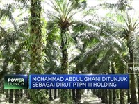 Erick Thohir Rombak Direksi BUMN, Kali Ini Holding Perkebunan