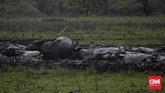 Salah satu kekurangan berkunjung di musim hujan ialah satwa liar sedikit sulit ditemui di Sabana Bekol, karena ada banyak kubangan air di tengah hutan. Namun saat sore mereka biasanya keluar hutan untuk bercengkrama di tengah sabana. (CNN Indonesia/Adhi Wicaksono)