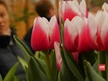 VIDEO: Ribuan Tulip Datangkan Musim Semi Lebih Awal di Rusia