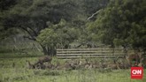 Hewan yang menghuni Taman Nasional Baluran di antaranya banteng, kerbau liar, kijang, rusa, macan tutul, kancil, dan kera. (CNN Indonesia/Adhi Wicaksono)