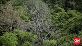 Tipe vegetasi sabana mendominasi kawasan Taman Nasional Baluran, yakni sekitar 40 persen dari total luas lahannya 25 hektare. (CNN Indonesia/Adhi Wicaksono)
