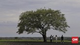 Bagi yang tak tahan panas, mengunjungi Taman Nasional Baluran di musim hujan juga bakal merasakan suhu yang lebih teduh. (CNNIndonesia/Adhi Wicaksono)
