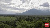 Di musim hujan, Sabana Bekol di Taman Nasional Baluran yang biasanya kuning mengering terlihat bak hamparan permadani nan menghijau. (CNNIndonesia/Adhi Wicaksono)