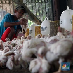 RI Terancam Diserbu Ayam Impor, Ternyata Ini Sebabnya