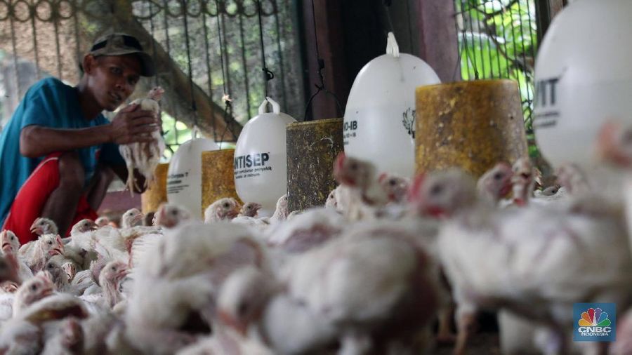 Peternak memanen telur ayam di peternakan kawasan Gunung Sindur, Bogor, Jawa Barat, Selasa (18/2/2020). Pemerintah resmi menaikkan harga acuan daging dan telur ayam ras untuk mengimbangi penyesuaian tingkat harga di pasar yakni harga telur ayam di tingkat peternak dinaikkan dari Rp18 ribu-Rp20 ribu per kg menjadi Rp19 ribu-Rp21 ribu per kg sedangkan daging ayam ras dinaikkan dari Rp18 ribu-Rp19 ribu per kg menjadi Rp19 ribu-Rp20 ribu per kg. Lukman 45 tahun Peternak mengatakan kenaikan harga tersebut sebagai hal yang positif. Sebab, bila tidak hal itu tentu dirasakan merugikan. Pasalnya, saat ini nilai tukar dolar terhadap rupiah tengah menguat dan mempengaruhi berbagai hal, termasuk biaya transportasi.
(CNBC Indonesia/Muhammad Sabki)