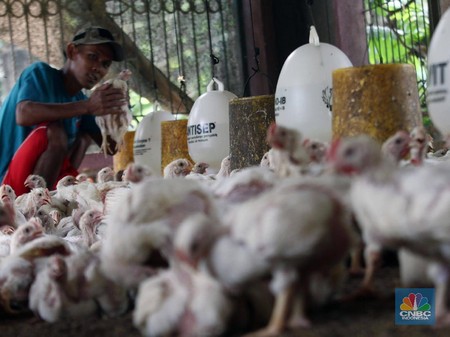 Sedih Ri Terancam Impor Ayam Ternyata Ini Biang Keroknya