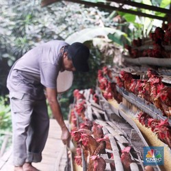 Kejadian Aneh Dialami Peternak Ayam Mandiri, Tiap Hari Harus Jual Rugi
