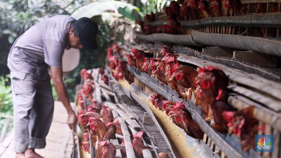 Peternak Ayam (CNBC Indonesia/Muhammad Sabki)