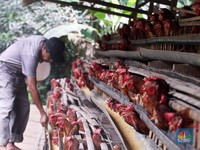 Kejadian Aneh Dialami Peternak Ayam Mandiri, Tiap Hari Harus Jual Rugi