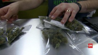 VIDEO: Penjualan Ganja Tembus Rp24,5 Triliun di Colorado