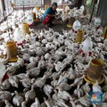 Tangis Sedih Peternak Ayam Mandiri, Terjepit - Satu per Satu Bangkrut