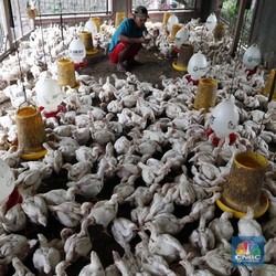 Tangis Sedih Peternak Ayam Mandiri, Terjepit - Satu per Satu Bangkrut