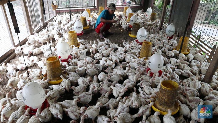 Peternak memanen telur ayam di peternakan kawasan Gunung Sindur, Bogor, Jawa Barat, Selasa (18/2/2020). Pemerintah resmi menaikkan harga acuan daging dan telur ayam ras untuk mengimbangi penyesuaian tingkat harga di pasar yakni harga telur ayam di tingkat peternak dinaikkan dari Rp18 ribu-Rp20 ribu per kg menjadi Rp19 ribu-Rp21 ribu per kg sedangkan daging ayam ras dinaikkan dari Rp18 ribu-Rp19 ribu per kg menjadi Rp19 ribu-Rp20 ribu per kg. Lukman 45 tahun Peternak  mengatakan kenaikan harga tersebut sebagai hal yang positif. Sebab, bila tidak hal itu tentu dirasakan merugikan. Pasalnya, saat ini nilai tukar dolar terhadap rupiah tengah menguat dan mempengaruhi berbagai hal, termasuk biaya transportasi.
 (CNBC Indonesia/Muhammad Sabki)