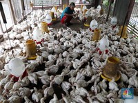 Tangis Sedih Peternak Ayam Mandiri, Terjepit - Satu per Satu Bangkrut