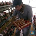 Maaf! Harga Telur dan Daging Ayam Sulit Turun, Ini Alasannya