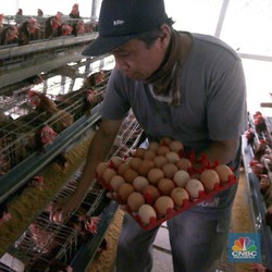 Maaf! Harga Telur dan Daging Ayam Sulit Turun, Ini Alasannya