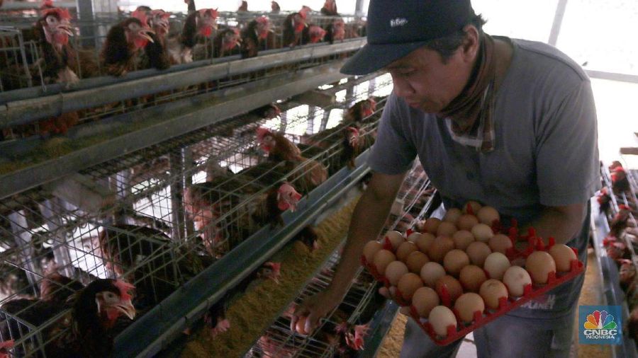 Peternak memanen telur ayam di peternakan kawasan Gunung Sindur, Bogor, Jawa Barat, Selasa (18/2/2020). Pemerintah resmi menaikkan harga acuan daging dan telur ayam ras untuk mengimbangi penyesuaian tingkat harga di pasar yakni harga telur ayam di tingkat peternak dinaikkan dari Rp18 ribu-Rp20 ribu per kg menjadi Rp19 ribu-Rp21 ribu per kg sedangkan daging ayam ras dinaikkan dari Rp18 ribu-Rp19 ribu per kg menjadi Rp19 ribu-Rp20 ribu per kg. Lukman 45 tahun Peternak  mengatakan kenaikan harga tersebut sebagai hal yang positif. Sebab, bila tidak hal itu tentu dirasakan merugikan. Pasalnya, saat ini nilai tukar dolar terhadap rupiah tengah menguat dan mempengaruhi berbagai hal, termasuk biaya transportasi.
 (CNBC Indonesia/Muhammad Sabki)