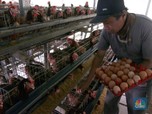Seberapa Anjlok Harga Telur Ayam Ras? Cek Harga Lengkapnya