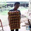 Viral! Aksi Peternak Buang-Buang Telur, Ternyata Ini Sebabnya