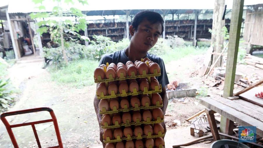 Peternak memanen telur ayam di peternakan kawasan Gunung Sindur, Bogor, Jawa Barat, Selasa (18/2/2020). Pemerintah resmi menaikkan harga acuan daging dan telur ayam ras untuk mengimbangi penyesuaian tingkat harga di pasar yakni harga telur ayam di tingkat peternak dinaikkan dari Rp18 ribu-Rp20 ribu per kg menjadi Rp19 ribu-Rp21 ribu per kg sedangkan daging ayam ras dinaikkan dari Rp18 ribu-Rp19 ribu per kg menjadi Rp19 ribu-Rp20 ribu per kg. Lukman 45 tahun Peternak  mengatakan kenaikan harga tersebut sebagai hal yang positif. Sebab, bila tidak hal itu tentu dirasakan merugikan. Pasalnya, saat ini nilai tukar dolar terhadap rupiah tengah menguat dan mempengaruhi berbagai hal, termasuk biaya transportasi.
 (CNBC Indonesia/Muhammad Sabki)