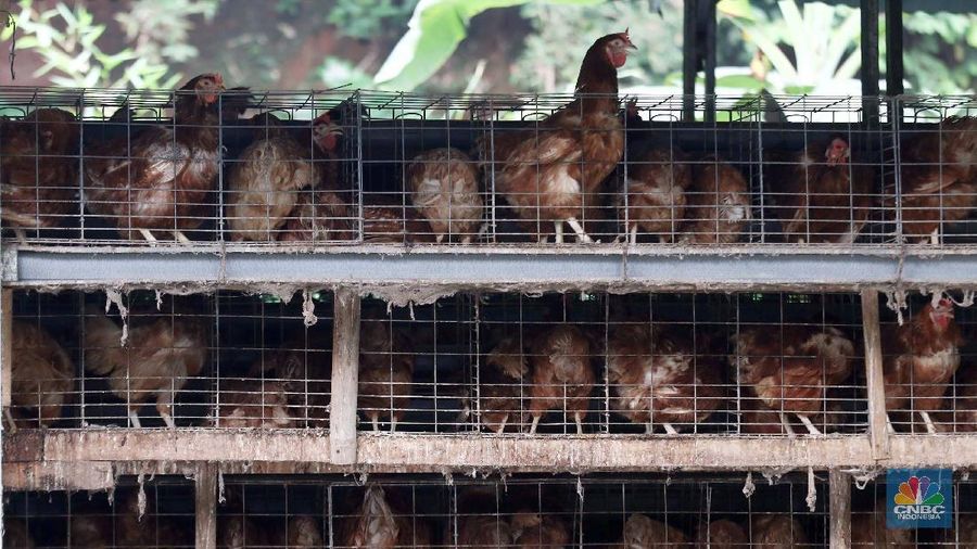 Peternak Ayam (CNBC Indonesia/Muhammad Sabki)