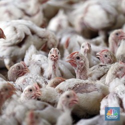 Sedih! Peternak Ayam Nangis, Harga-Harga Naik Bikin Buntung